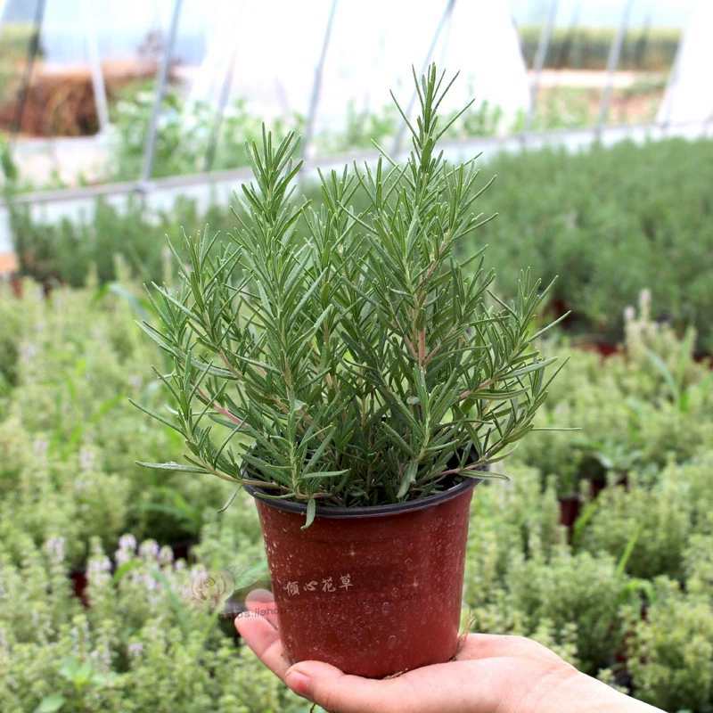 Съедобный розмарин Рассада розмарин в горшке репеллент от комаров Съедобный ванильный цветок в горшке Самостоятельного производства