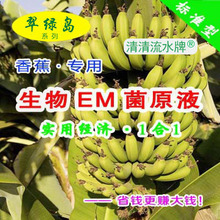 种高质量好吃味浓的香蕉都在用翠绿岛生物EM菌原液日本产有机肥料