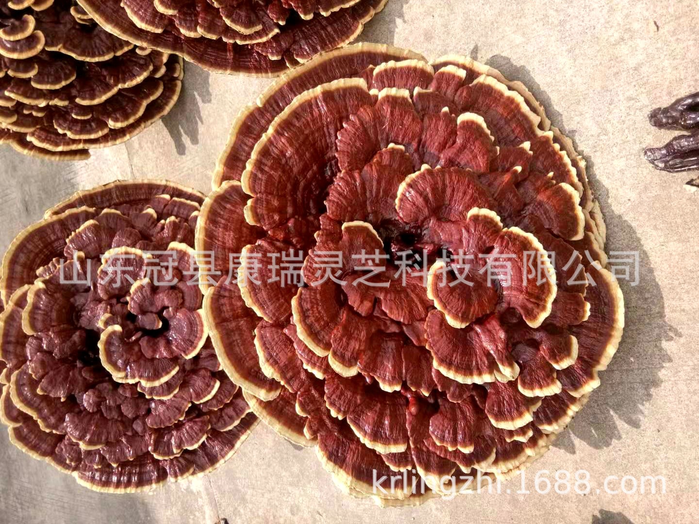 大花灵芝盆景 红灵芝摆件 云朵灵芝 大灵芝摆件 祥云灵芝工艺品-阿里巴巴