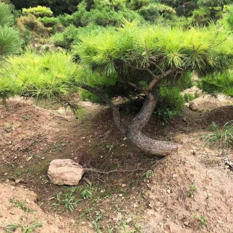 造型松种植季节 苗圃批发 旭昇 价格优美造型黑松