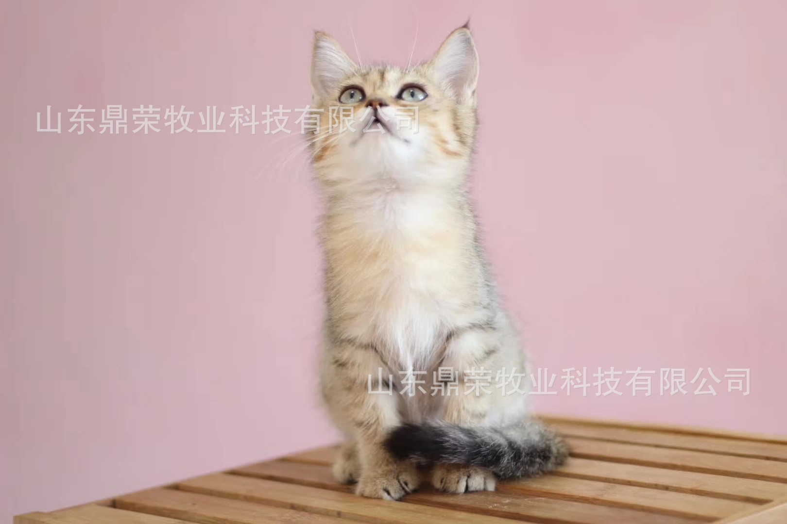 英国短毛猫 活体 英短金渐层幼猫100%实物拍摄 认证繁育舍|ms