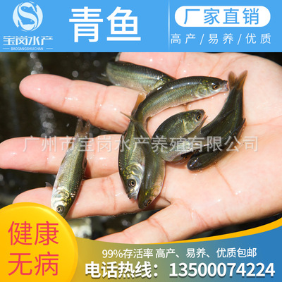 大量供應青魚 螺絲青魚 黑鲩魚 螺蛳魚苗 烏鲩 全國直銷包郵