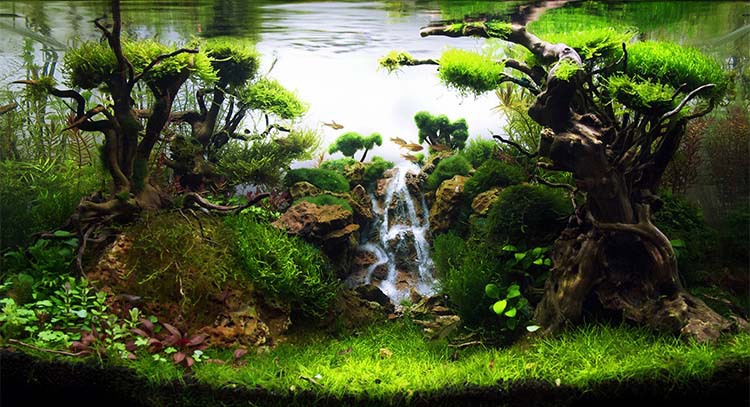 鱼缸造景沉木栖根杜鹃根布景水流木草缸装饰树根莫斯树枝树头-阿里巴巴