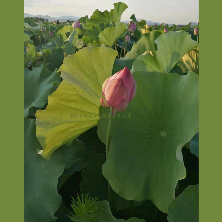 植物精油萃取设备荷花纯露提取设备	纯露机