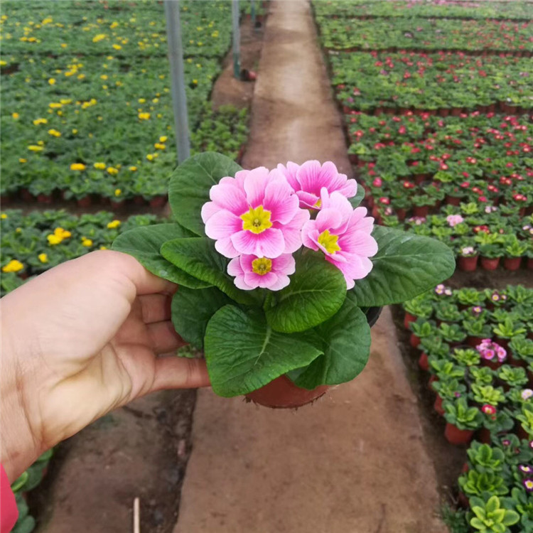 报春花年宵花青州宿根草花地被植物花海景观用品种租摆草花花卉 种苗花卉网 报春花年宵花青州宿根草花地被植物花海景观用品种租摆草花花卉 种苗花卉网