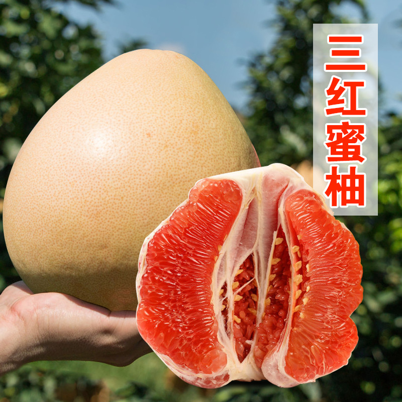 福建平和三红蜜柚红心柚子三红柚子红肉新鲜现摘中秋送礼一件代发|ru