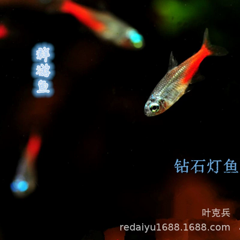 Маленькая лампа рыба Алмазная лампа рыба бразильская лампа рыба Плавание Рыба тропические декоративные рыбы оптом
