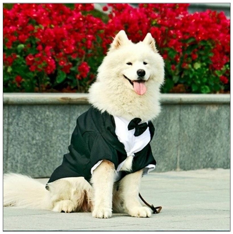 Stylish Dog Outfit
