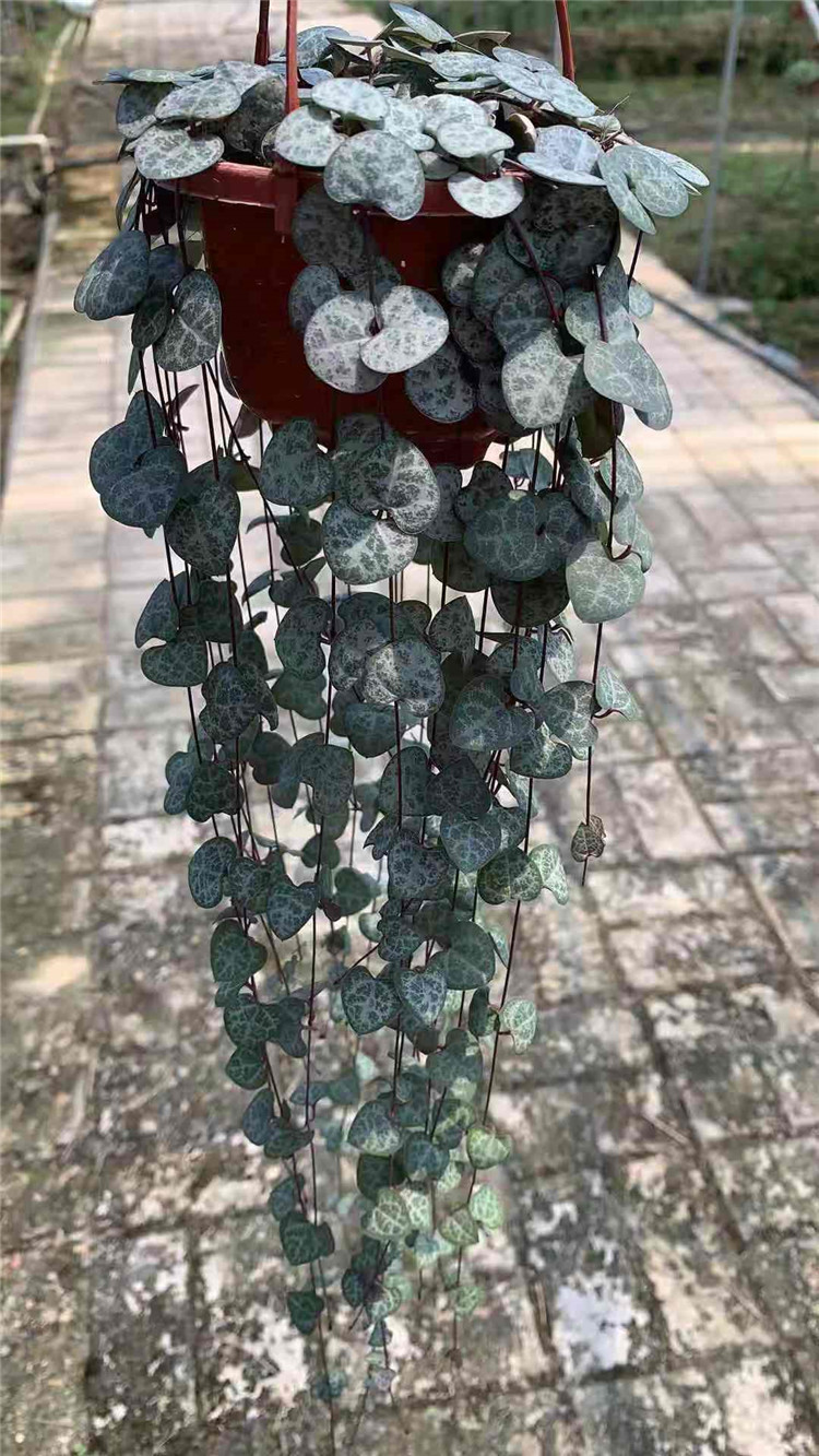 O1CN01oSxY0Z1rwoXWShfM5_!!1105