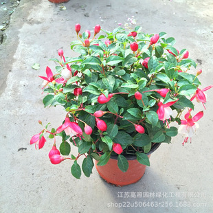 �҃�ϲ����ԟ��\�� �̨����Gɫ���� ��ϲ��ˬ�񝙵��R������