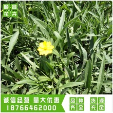 uՠIBNֲ 󻨽u޸ر lVݺӱȵ