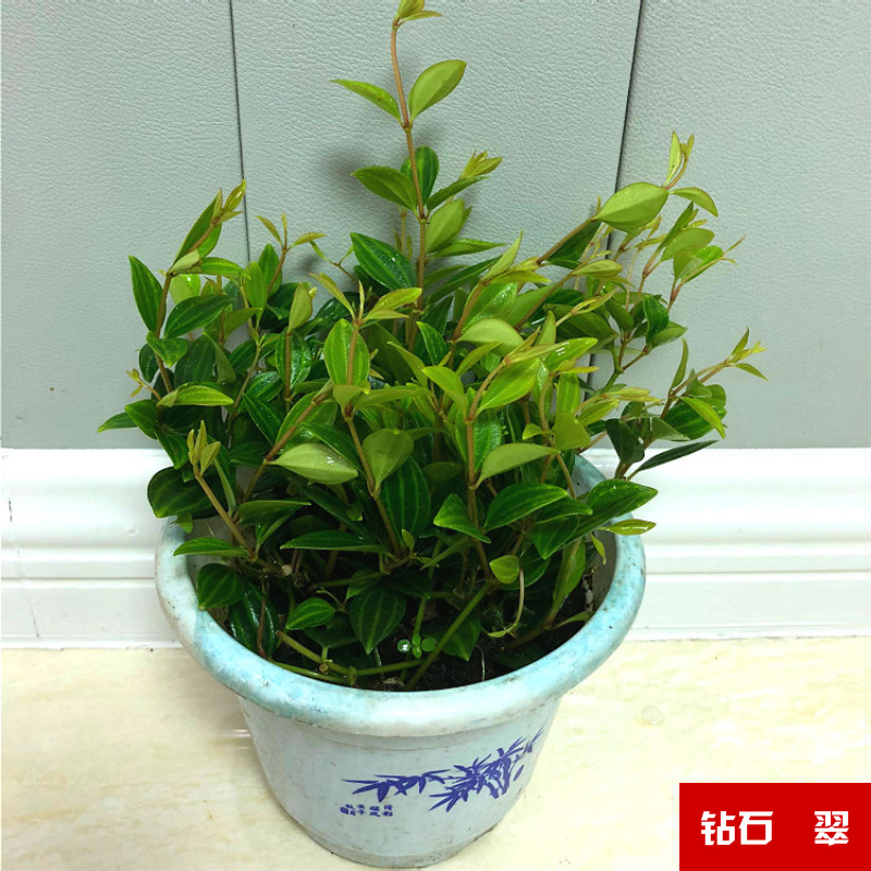 Planta verde de escritorio mayorista flor de oficina flor de rosa verde árbol rico base de plantas de maceta interior suministro image 31