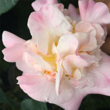 �������� ��ˮ�軨 ��ʮ�������Ҹ� ����軨 ��軨�ۼtɫ��ϵ