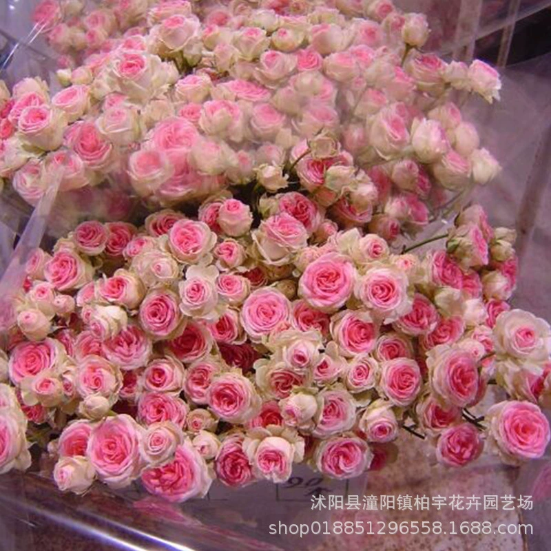 Маленький Эдем Ротанг Роза Цветок Рассада Двор Балкон Четыре сезона Ротанг Мини Роза Xiaoyi Разноцветочная Роза Лучжоу-аромат