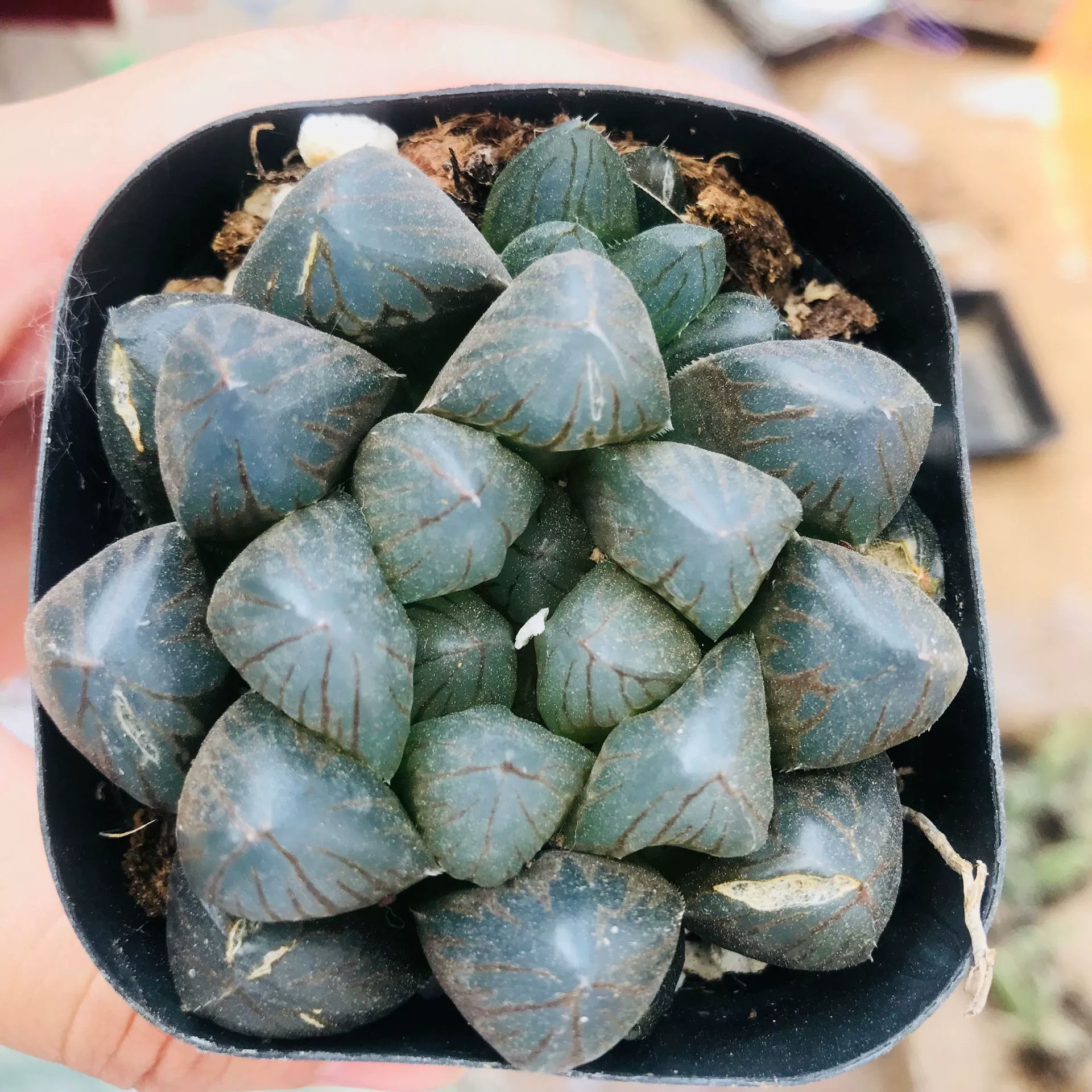 Прямошерстные суккуленты в теплице Двенадцать рулонов Jade Dew сочные растения в горшке комбинация дорогое интересное милое мясо черный Дзи Юлу