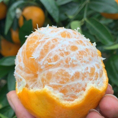 【品质推荐】广西武鸣沃柑新鲜水果一件代发当季桔子橘子酸甜多汁|ru