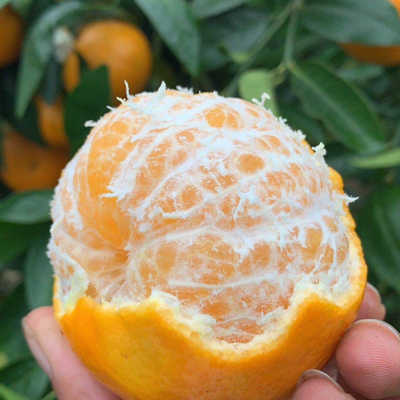 【品质推荐】广西武鸣沃柑新鲜水果一件代发当季桔子橘子酸甜多汁|ru