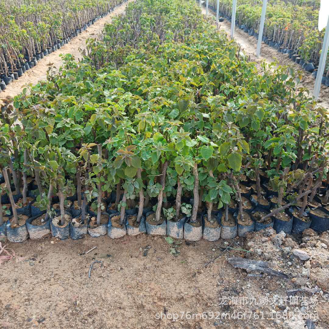 微信圖片_201903212217448