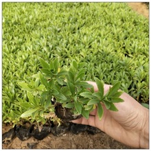 ���߾����� ���ݻ����޸��������l�������߾��� �������ݱ�����