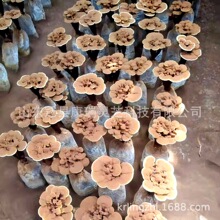 ɽ�|�`֥���l�`֥�辰 �`֥���� �`֥���� ���w�`֥���N �׹���