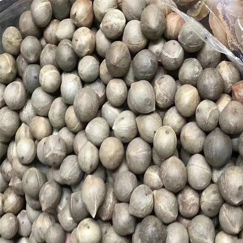 海椰皇海底椰海椰果迷妳小椰子甜品煲湯材料大批發全國壹件代發