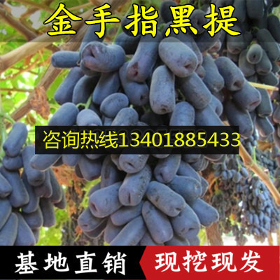 果树苗嫁接苗美国甜蜜蓝宝石无籽葡萄苗盆栽金手指黑提葡萄树苗