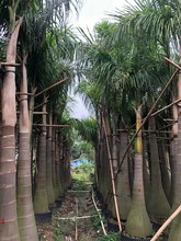 903供应 大王椰子 4-6米高假植苗 王棕树 绿化 容器苗