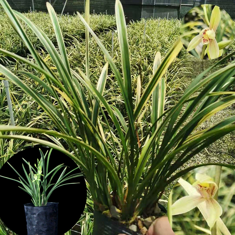 Орхидея парчовый флаг Jianlan Luzhou-ароматная трава орхидеи Four Seasons Комнатные цветы свежие цветы бонсай в горшках рассада база Прямая оптовая продажа