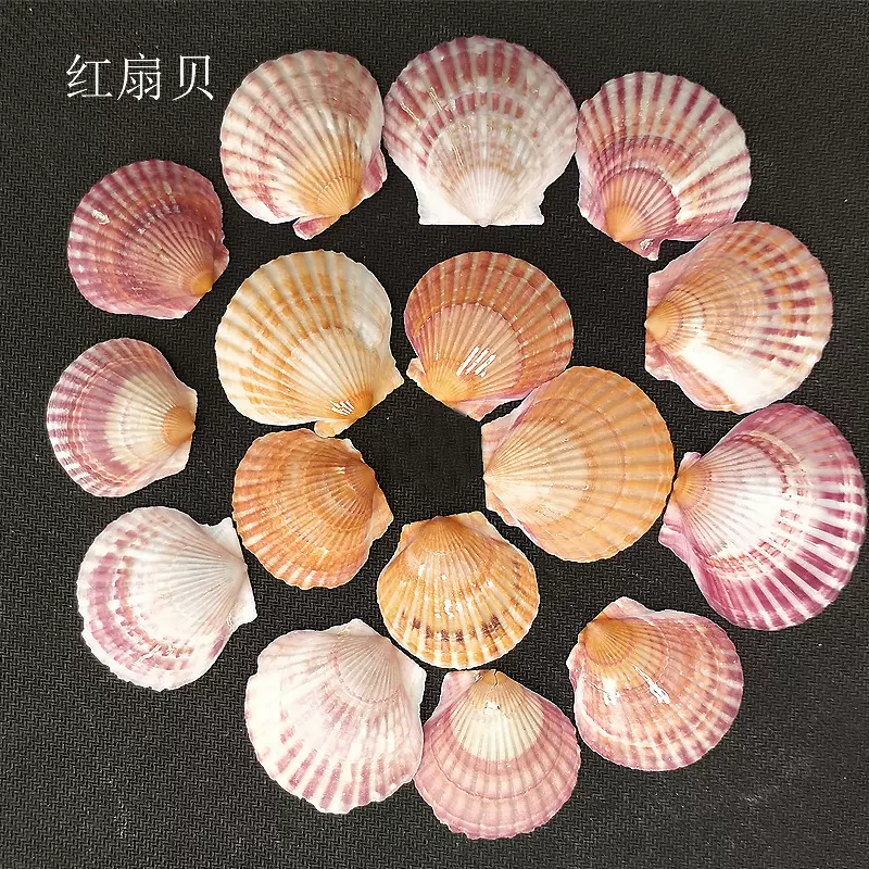 天然海螺贝壳  红扇贝按斤批发  鱼缸水族箱造景装饰房间创意品