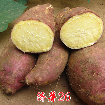 山东红薯沙地地瓜批发济薯26加工甘薯片果脯厂白薯甜面粉农家自种|ru