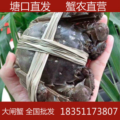 批發大閘蟹公蟹3兩 全國批發 蟹農直發 産地直郵