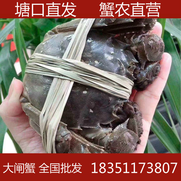 批發大閘蟹公蟹3兩 全國批發 蟹農直發 産地直郵