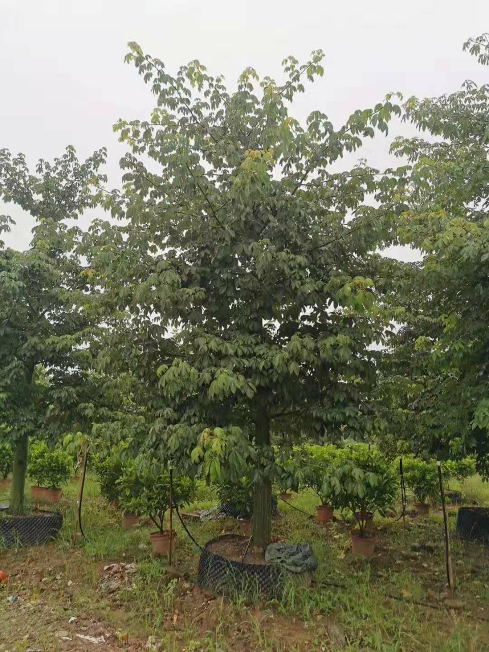 樱花木棉18-40cm楼盘风景树大腹木棉移植苗中山基地直销大福木棉