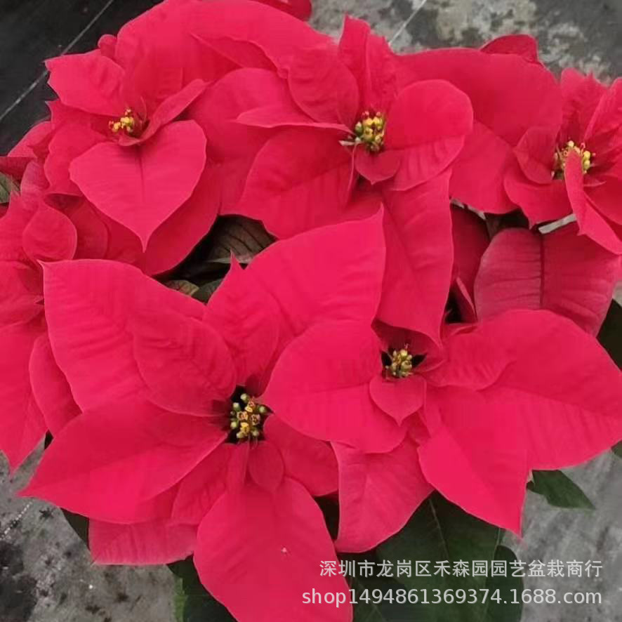 微信图片_20191225103500