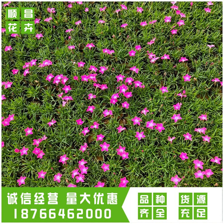 Оптовые Многолетние цветы Европейская Гвоздика Street Community Park озеленение проект сделать цветок морская дорога пейзаж Европейская Гвоздика саженцы