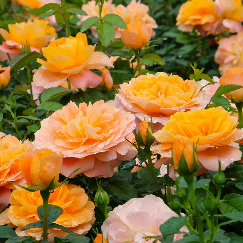 Кустарник Роза Четыре сезона Цветение Мини-срезанный цветок Роза Фруктовый сок Балкон Горшечная Роза Рассада Сок Балкон