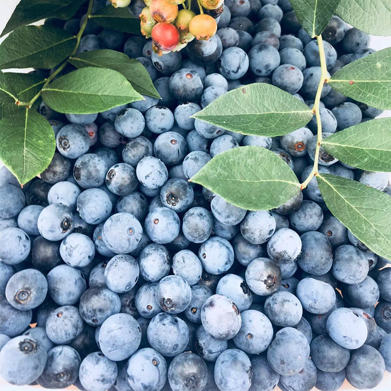 四川攀枝花原产蓝莓 巧家蓝莓新鲜采摘 基地直销|ms