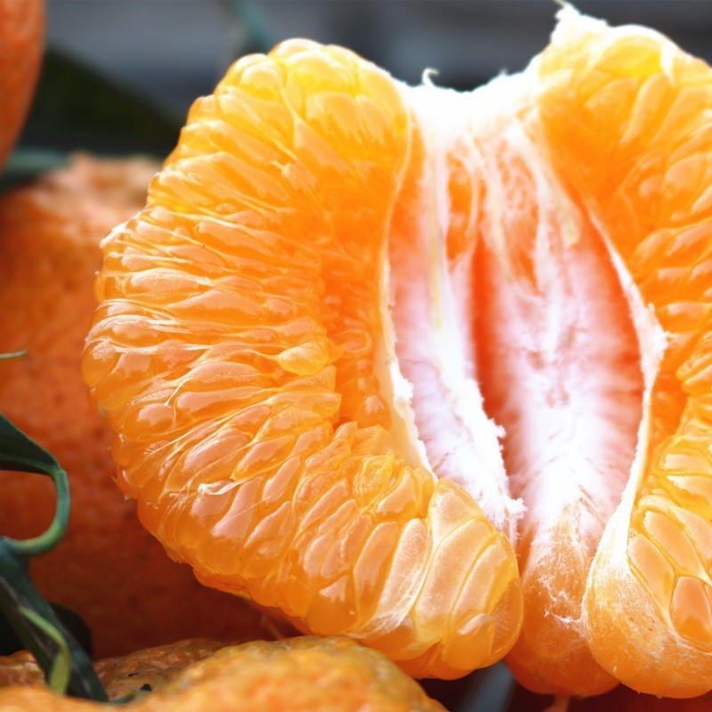 正宗四川春见耙耙柑橘8斤 非不知火丑橘新鲜水果现摘带叶发货包邮