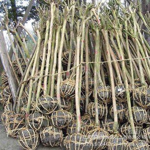 �е��G���L�����ռt���� ��ɫϵͥԺ�e���b��� ���~��ޱС����