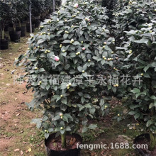 ����һ�׶���������ζ����軨�ۼtɫ ���������軨70-80�������