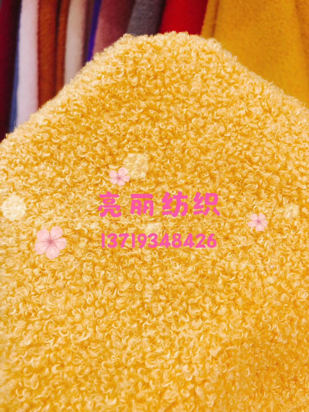 小泰迪1