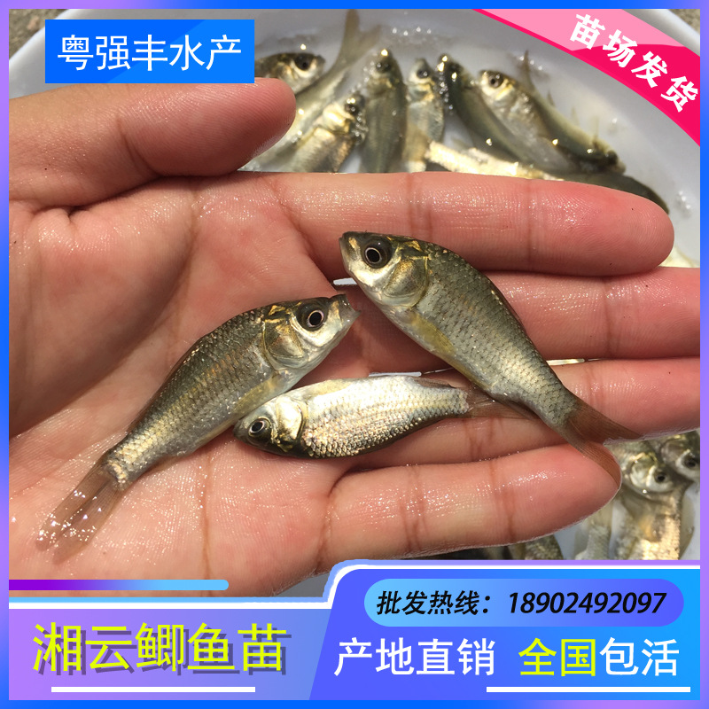 3-4cm Crucian carp wholesale freshwater engineering Crucian carp Sell Xiangyun Crucian carp living thing