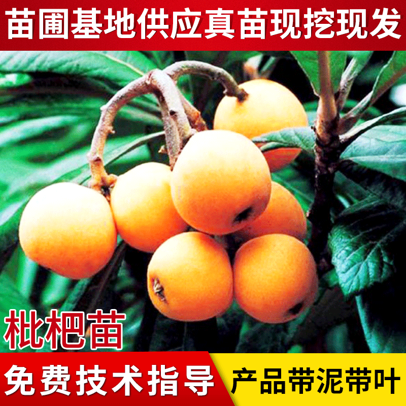 枇杷种苗批发嫁接大五星枇杷树苗枇杷种苗庭院盆栽当年结果 阿里巴巴