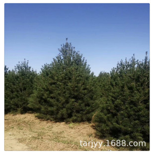 ��Ƥ�Ƀr�� ���ع��� ��Ƥ��2�׃r�� 3�׃r�� 4�׃r�� ���̾G��