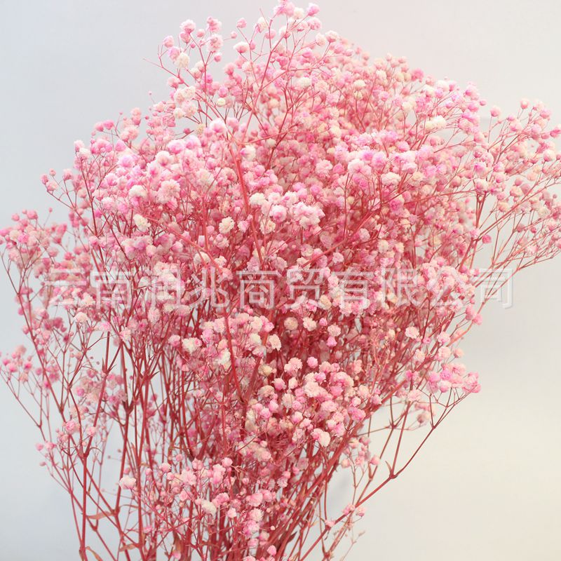 Manufactor wholesale Yunnan Los Flower head Eternal life Gypsophila 120 Gram per bundle