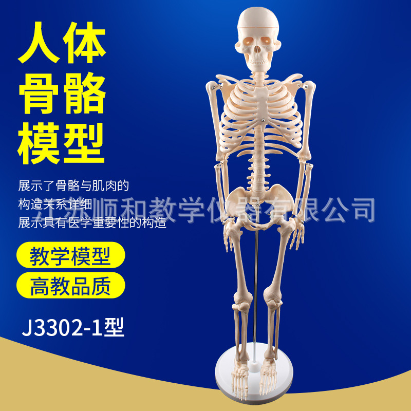 85cm人体骨骼模型模型生物模型内脏器官心脏消化系统结构