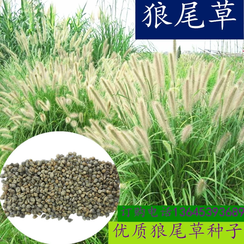 Защита кормовых склонов Декоративные семена Pennisetum Собачий хвост Семена травы Красивые четыре сезона Легко сеять семена Бесплатная доставка