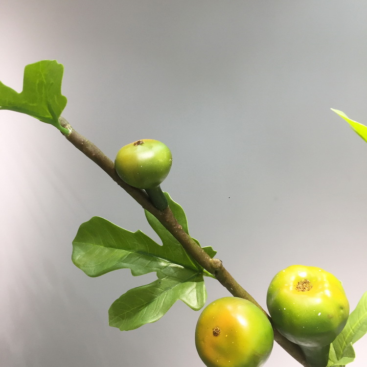 2-7绿色无花果.JPG