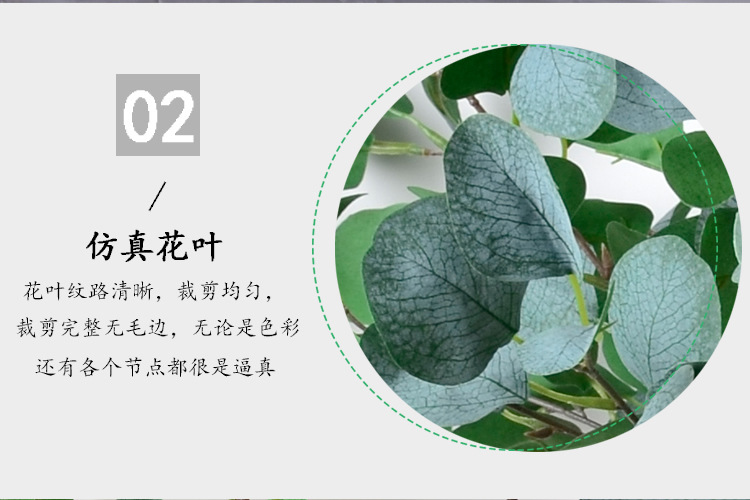 单枝尤加利详情_r6_c1.jpg