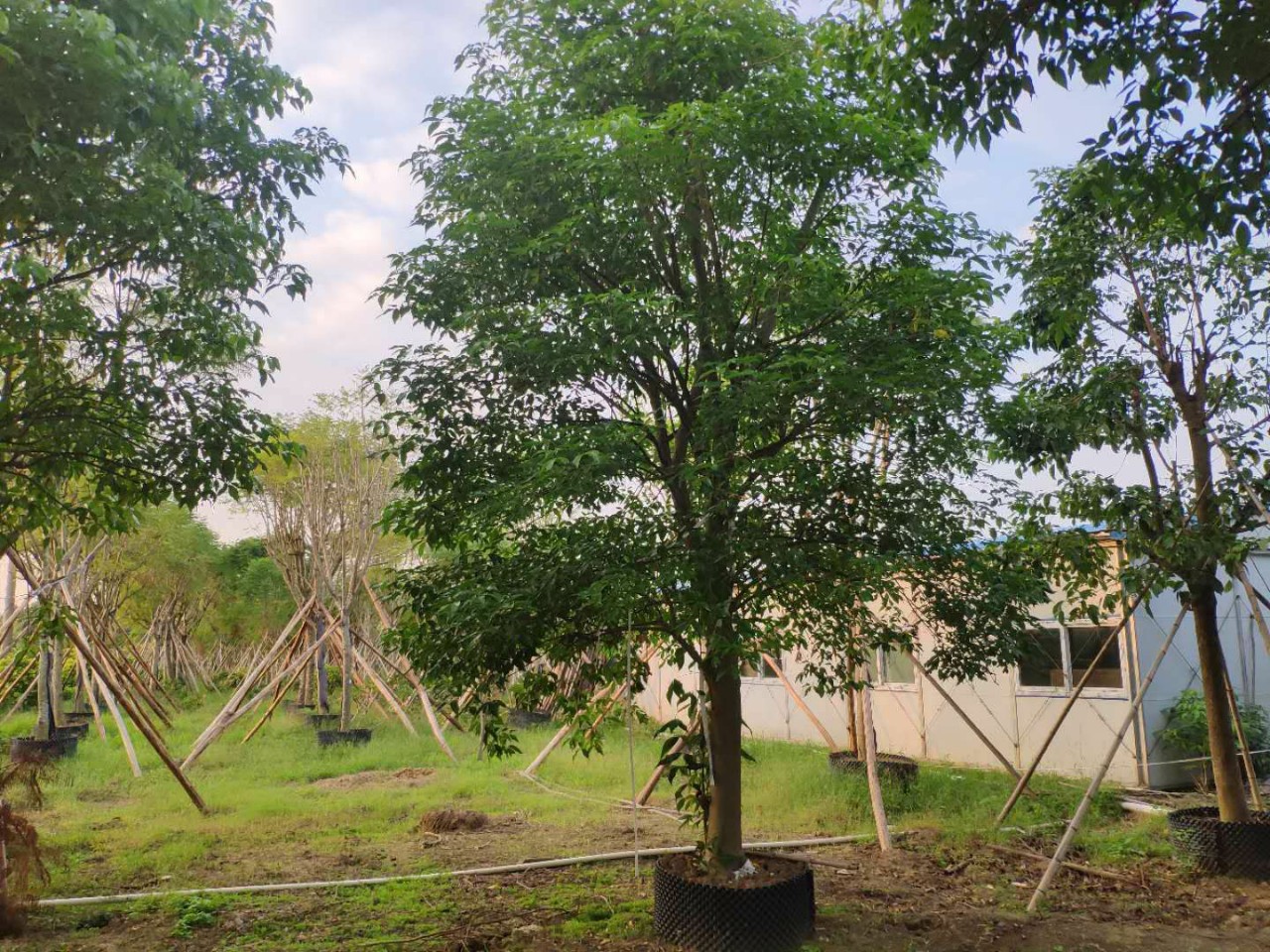 904基地直销 鱼木 18-22cm精品假植苗 全冠鱼木 -阿里巴巴
